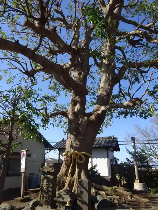 春ノ木神明社の自然