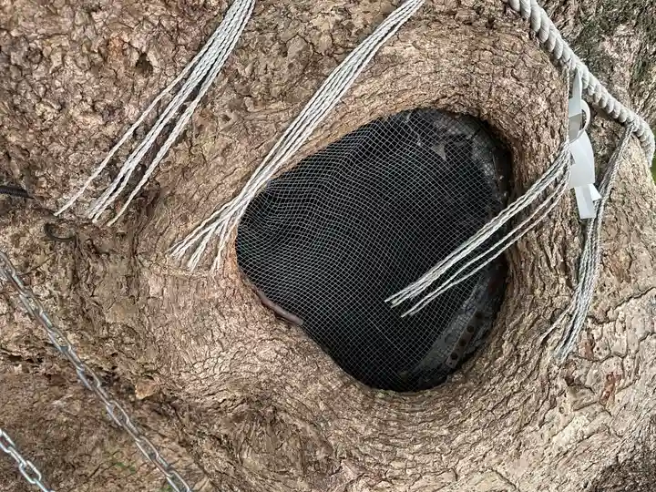 山王神社の自然