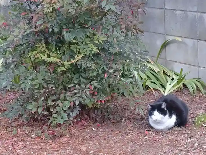 八雲神社の動物