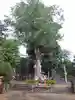 中神熊野神社の自然