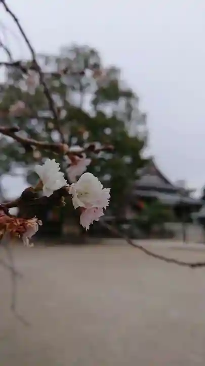 龍泉寺(足利厄除大師)の自然