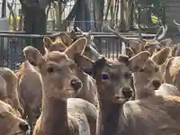 三嶋大社(静岡県)