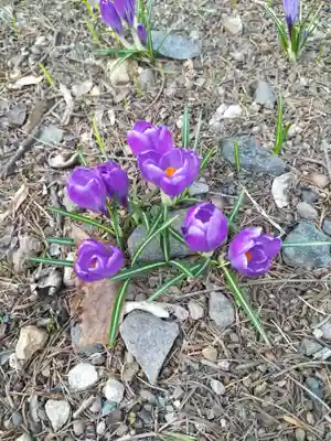上手稲神社の自然