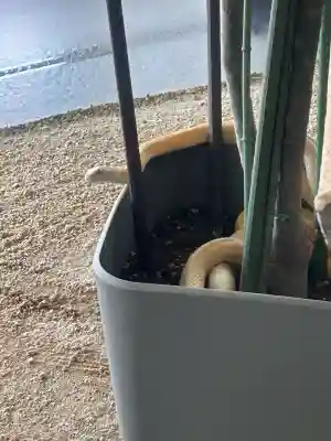 岩国白蛇神社の{uncategorized: "未分類", other: "その他", undefined: "問題あり", building: "その他建物", grave: "お墓", sacred_gate: "鳥居", guardian: "狛犬", statue: "像", buddha: "仏像", history: "歴史", nature: "自然", garden: "庭園", animal: "動物", pagoda: "塔", temizu: "手水舎", mountain_gate: "山門・神門", sanctuary: "本殿・本堂", subordinate: "末社・摂社", art: "芸術", scenery: "景色", jizo: "地蔵", ema: "絵馬", goshuin: "御朱印", omikuji: "おみくじ", items: "授与品その他", amulet: "お守り", goshuincho: "御朱印帳", eats: "食事", festival: "お祭り", votive_dance: "神楽", shichigosan: "七五三参", wedding: "結婚式", experience: "体験その他", initially: "初詣", around: "周辺", anti_infection: "感染症対策"}