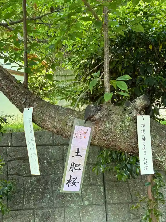 土肥神社の{uncategorized: "未分類", other: "その他", undefined: "問題あり", building: "その他建物", grave: "お墓", sacred_gate: "鳥居", guardian: "狛犬", statue: "像", buddha: "仏像", history: "歴史", nature: "自然", garden: "庭園", animal: "動物", pagoda: "塔", temizu: "手水舎", mountain_gate: "山門・神門", sanctuary: "本殿・本堂", subordinate: "末社・摂社", art: "芸術", scenery: "景色", jizo: "地蔵", ema: "絵馬", goshuin: "御朱印", omikuji: "おみくじ", items: "授与品その他", amulet: "お守り", goshuincho: "御朱印帳", eats: "食事", festival: "お祭り", votive_dance: "神楽", shichigosan: "七五三参", wedding: "結婚式", experience: "体験その他", initially: "初詣", around: "周辺", anti_infection: "感染症対策"}