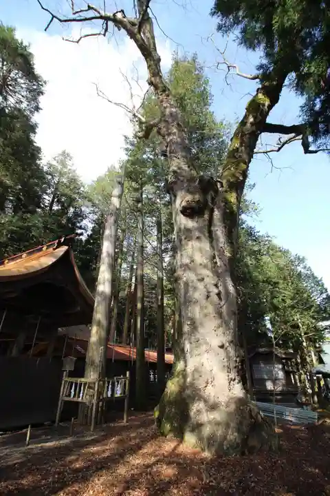 諏訪大社の自然