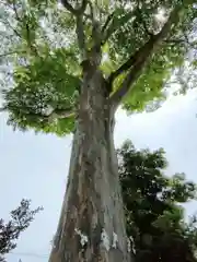 御宝殿熊野神社の自然