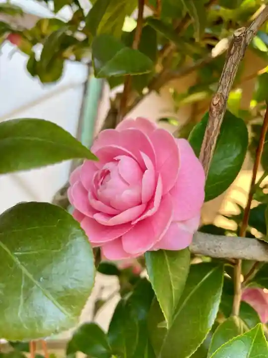 法泉院(東京都)