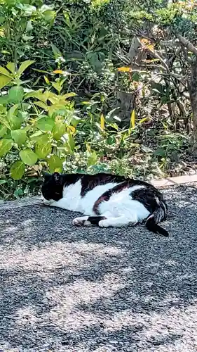 白金氷川神社の動物