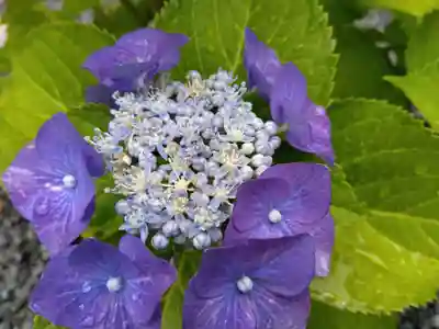 總社 和田八幡宮(福井県)