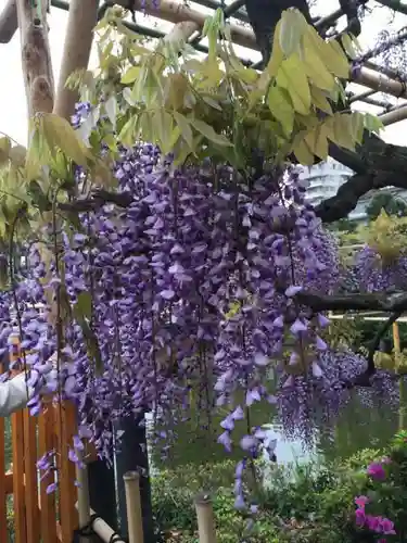 亀戸天神社の自然