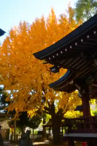 小金八坂神社(千葉県)