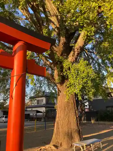 須賀神社の自然