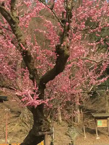 鞍馬寺の自然