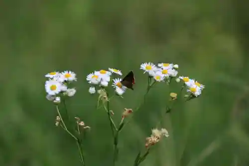 大六天麻王神社の自然