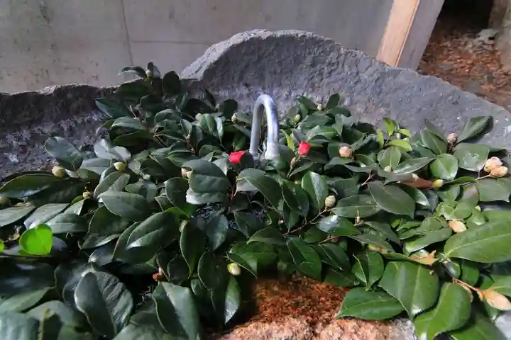 愛宕神社の手水舎