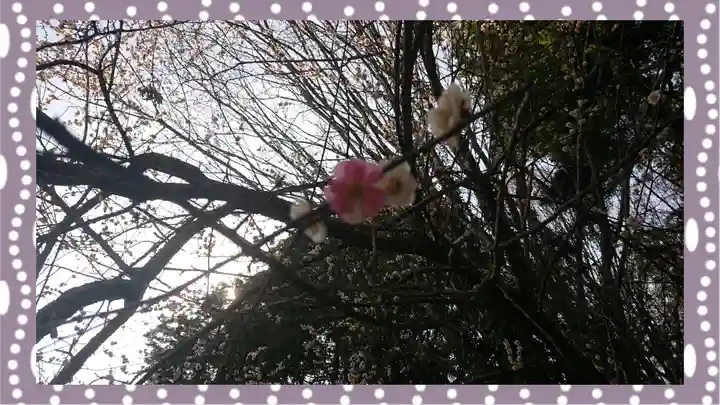 千代ケ岡八幡宮(栃木県)