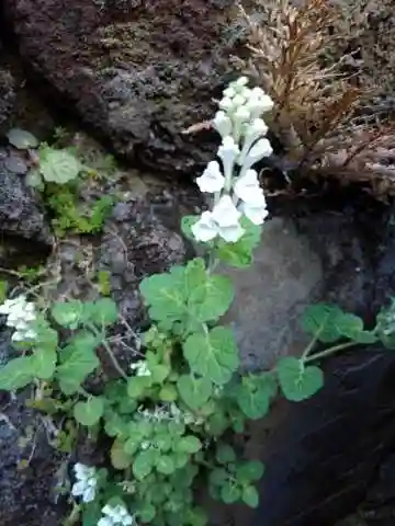 於三稲荷神社の庭園
