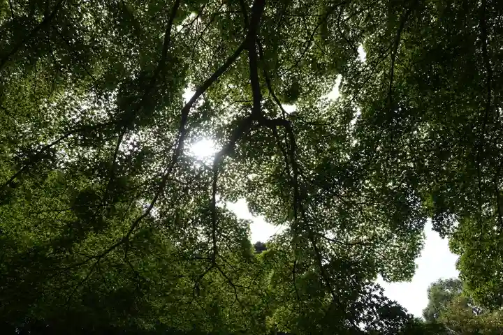 𠮷水神社(吉水神社)の自然