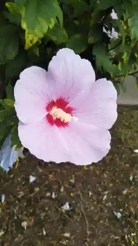 愛宕神社（隣接　三橋神社）の自然