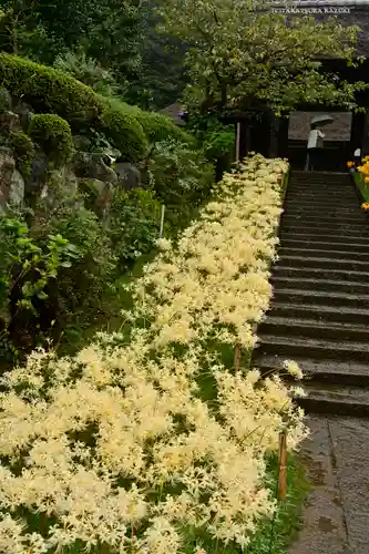 横浜　西方寺の景色