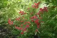 大和田神社 奥宮の自然