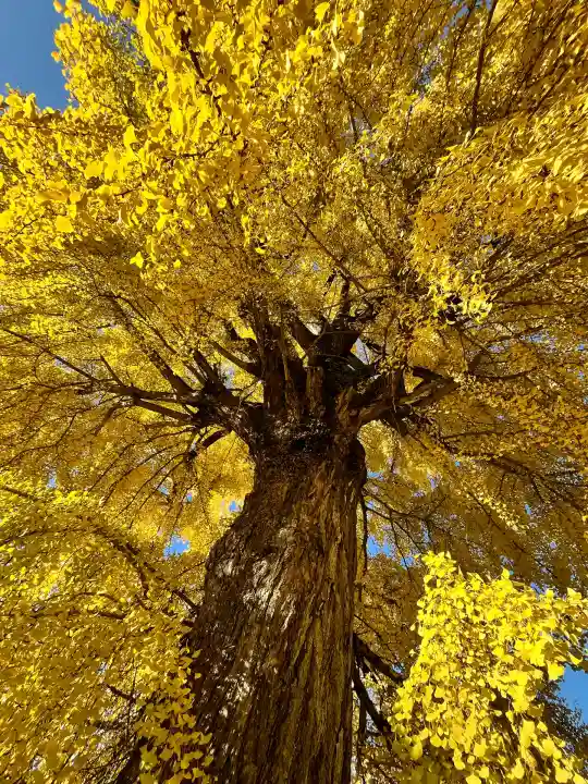 丹生酒殿神社(和歌山県)