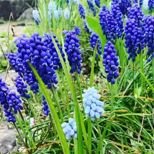 豊景神社の自然(2020年04月23日(木) 06時35分15秒投稿)