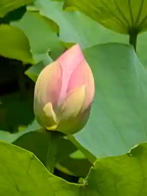 旗上弁財天社(神奈川県)