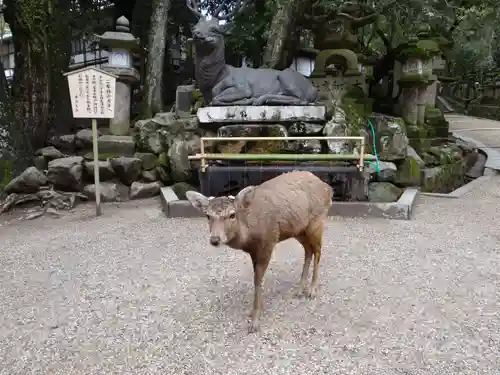 春日大社(奈良県)
