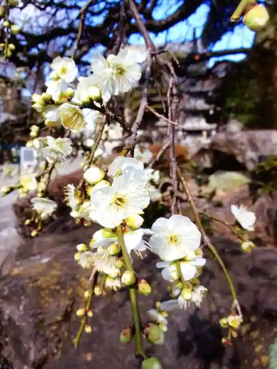松應寺(東京都)