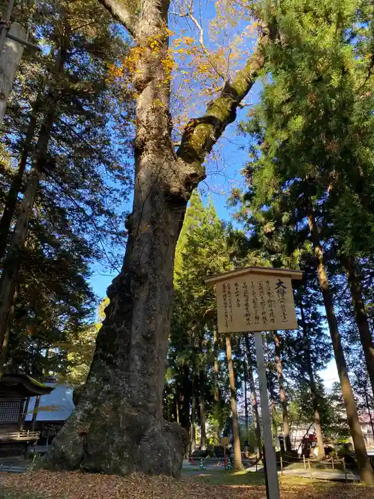 諏訪大社の自然