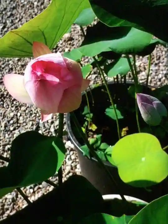 下高井戸八幡神社(東京都)