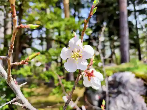 上川神社の自然