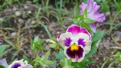 真言宗神道派大本山 宝珠院の自然