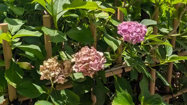 藤森神社(京都府)