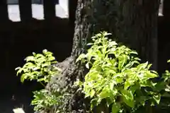 三津厳島神社の自然