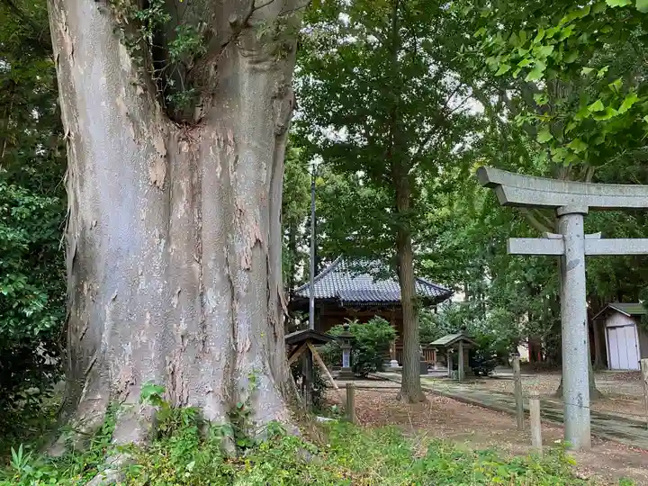 六所神社の自然