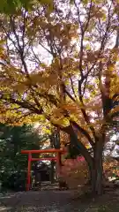 上富良野神社の鳥居