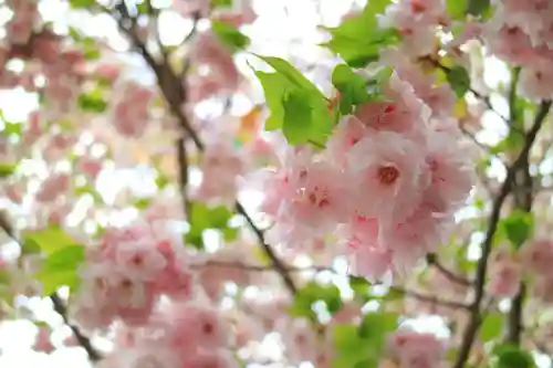 二柱神社の自然