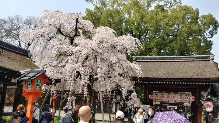 平野神社(京都府)