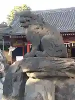 浅草神社の狛犬