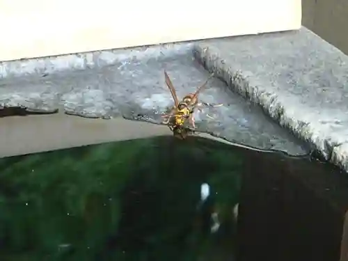 島根氷川神社の動物