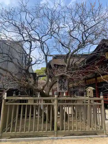 太宰府天満宮(福岡県)