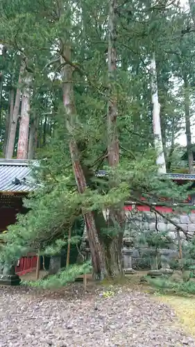 日光山輪王寺 大猷院の自然