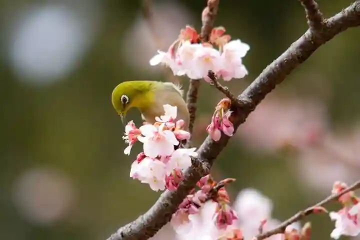 桜神宮の動物