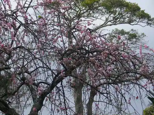 安國論寺（安国論寺）の自然
