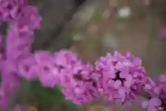 御崎神社の自然