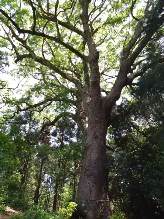 桜井大神宮(福岡県)