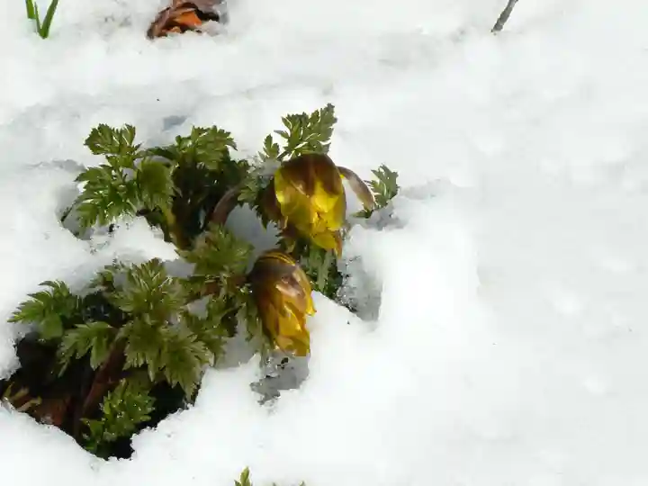留辺蘂神社の自然
